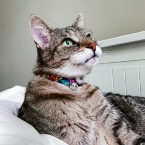 Gato