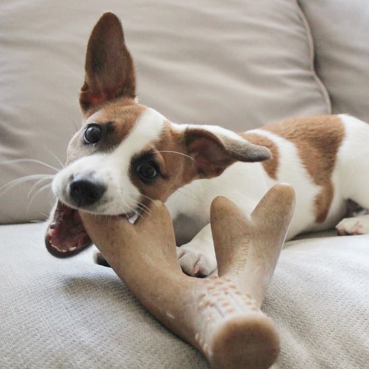 Juguete Masticable Antler - Imagen 6