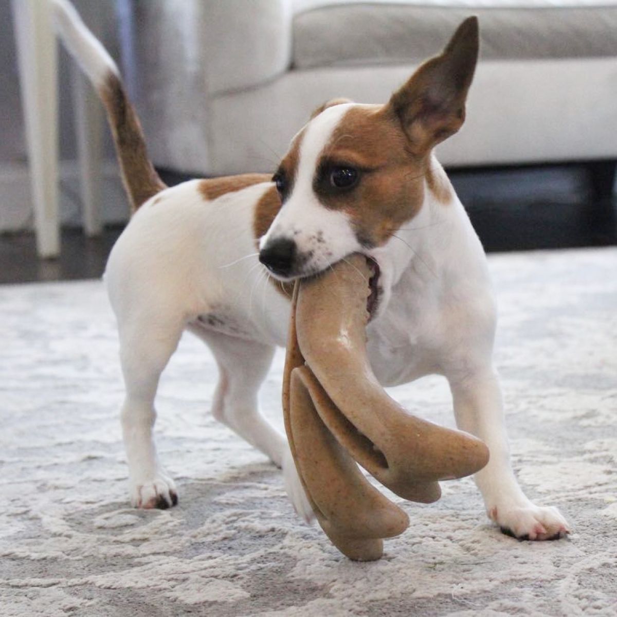 Juguete Masticable Antler - Imagen 7