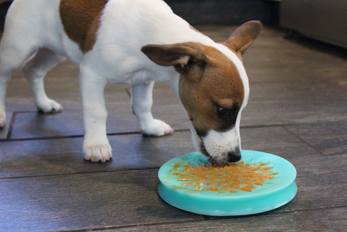 Plato Lickable Premio - Imagen 4
