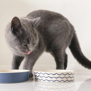 Bowl Cat Impreso