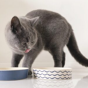 Bowl Patrón Impreso Gatos