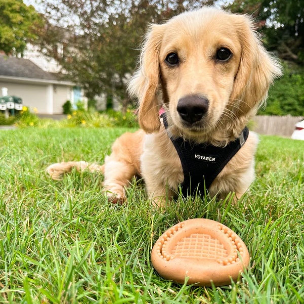 Juguete Masticable Waffle - Imagen 5