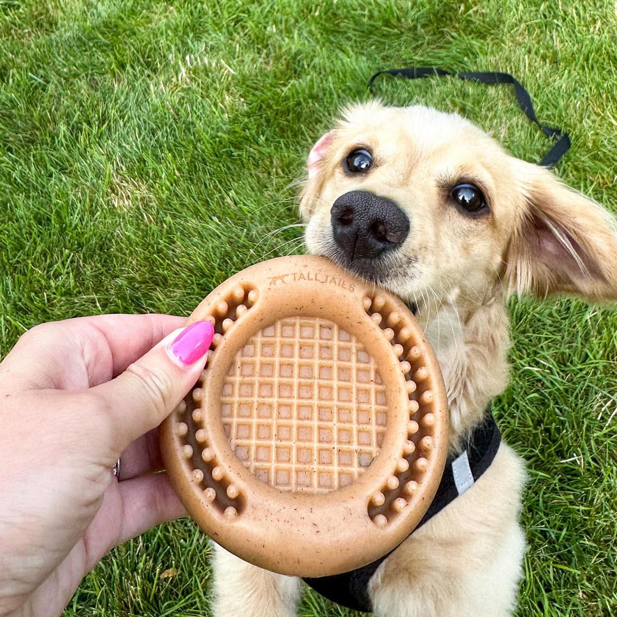 Juguete Masticable Waffle - Imagen 4